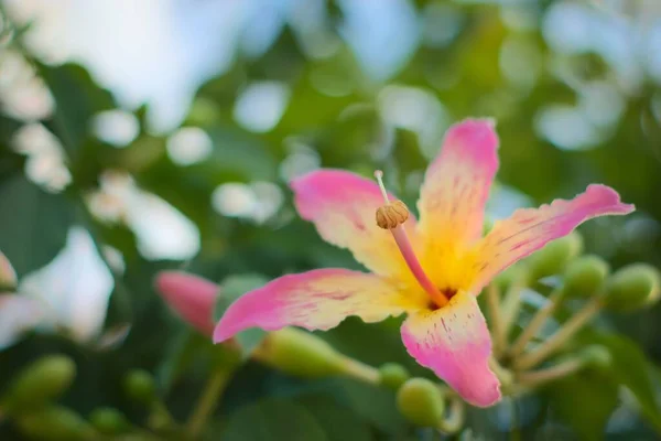 Aydınlık Bir Yaz Gününde Ipek Diş Ipi Ağacının Ceiba Speciosa — Stok fotoğraf