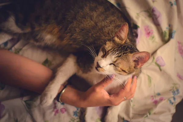 Cuddly Gato Acostado Una Cama Siendo Acariciado Por Una Mano —  Fotos de Stock