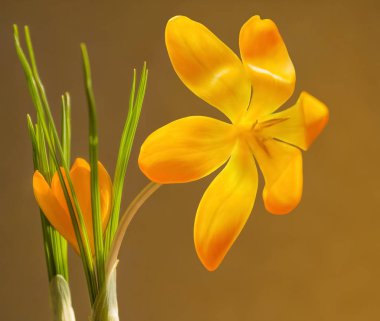 Sarı çiçekler ve bir krokus bitkisinin ince yeşil yaprakları parlak güneş ışığıyla aydınlatılır. Kahverengi arka planda.