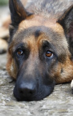 Bir Alman çoban köpeği yerde yatar ve üzgün ve anlamlı bir bakışla bakar. Yakın plan..