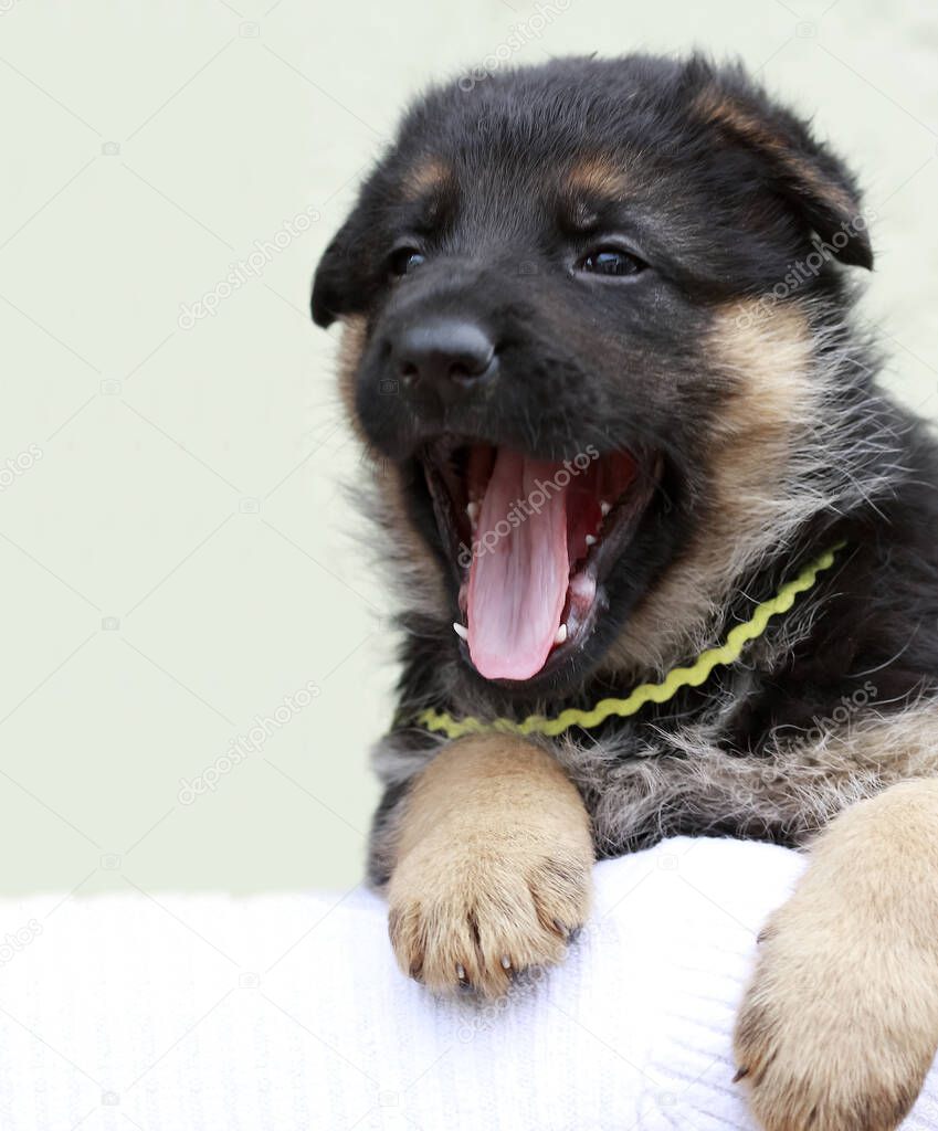 Little funny German shepherd puppy with open mouth and sharp teeth. Close-up.