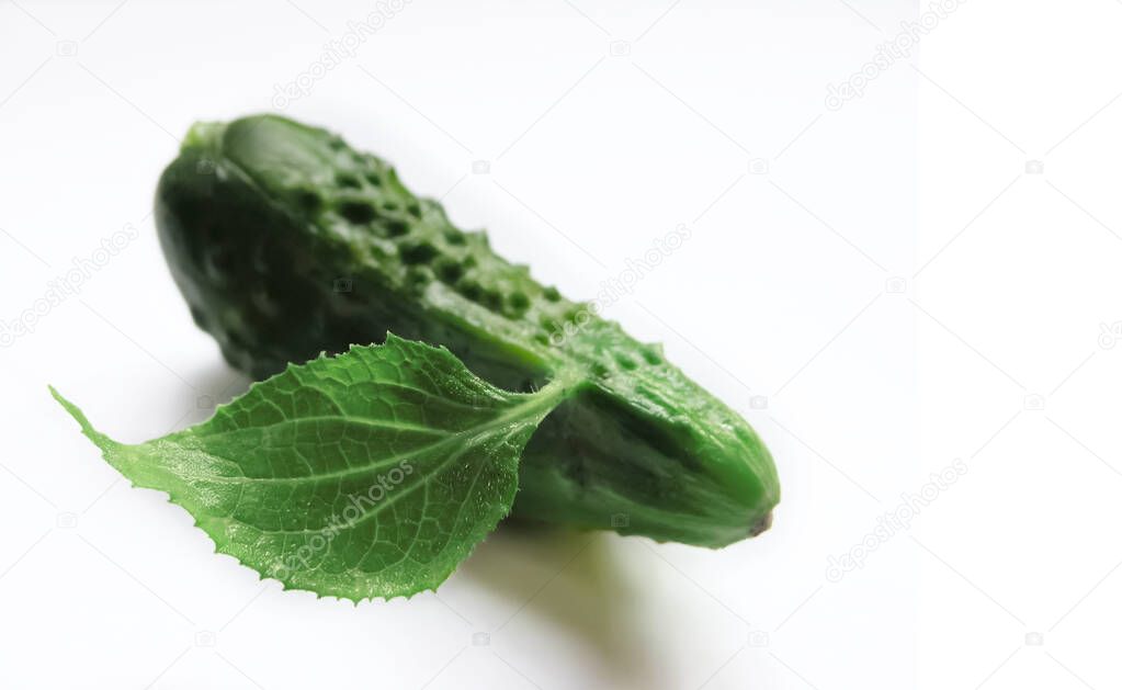 Green fresh cucumber lies on a white surface. From it grows a leaf that looks like a bird's wing. This is an abnormal natural phenomenon. White background.