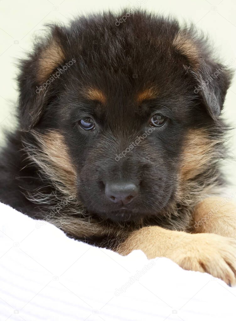 A small black beautiful German Shepherd puppy is waiting for its owner. Close-up.