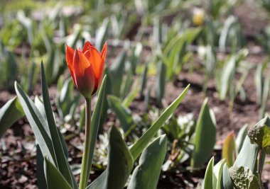 Bahçede yeşil yapraklardan oluşan bir arka planda güzel kırmızı bir lale yetişiyor ve güneş ışınları tarafından aydınlatılıyor. Yakın plan..