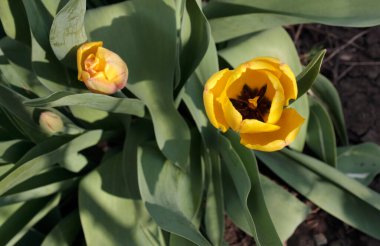 Baharın bahçesinde yeşil yapraklardan oluşan bir arka planda çiçek açan sarı bir lale yetişiyor. Yakın plan..