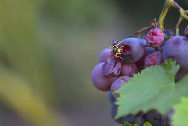 Wasp Sits Bunch Grapes Summer Day Eats Berry Close — Stock Photo, Image