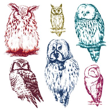 farklı baykuşlar koleksiyonu.