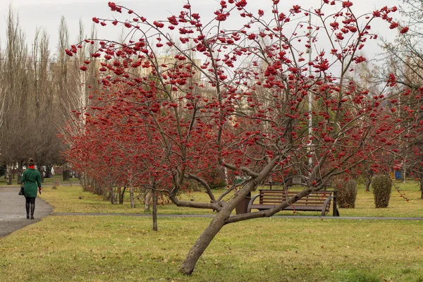 在一个阴郁的秋天，城市公园里，树木飘落着树叶, — 图库照片