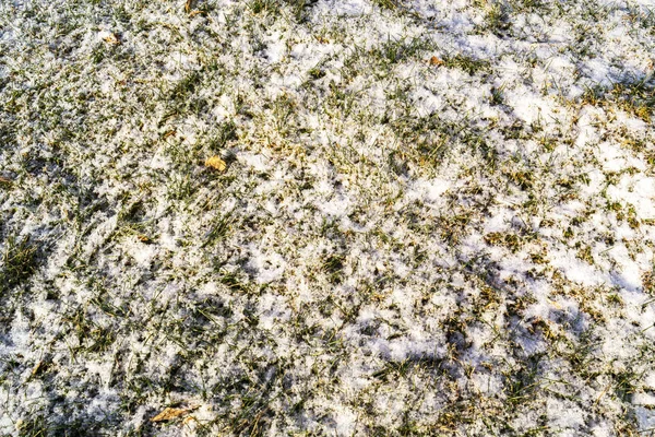 Prima neve ed erba verde — Foto Stock