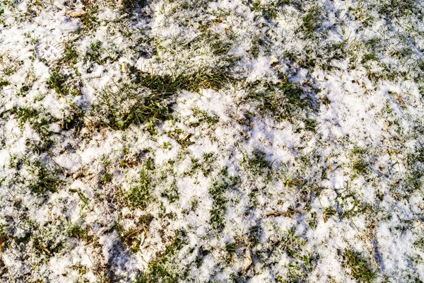 Pierwszy śnieg i zielona trawa — Zdjęcie stockowe