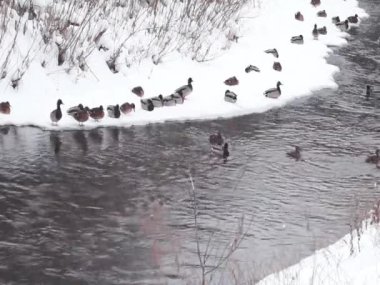 Ducks in a city park, heavy snow. Ducks flew for food. Food from people's hands. A duck takes off from the water and lands on the water.