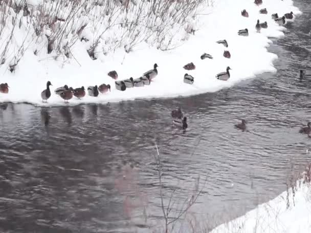 Kaczki Parku Miejskim Silny Śnieg Kaczki Latały Jedzenie Jedzenie Ludzkich — Wideo stockowe