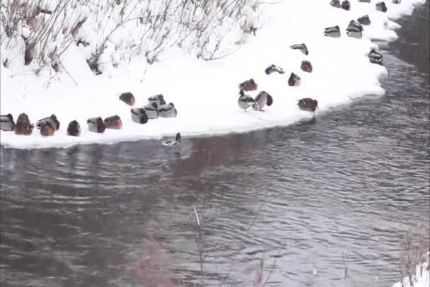 Enten Stadtpark Winter Der Erpel Akzeptiert Wasserverfahren — Stockvideo