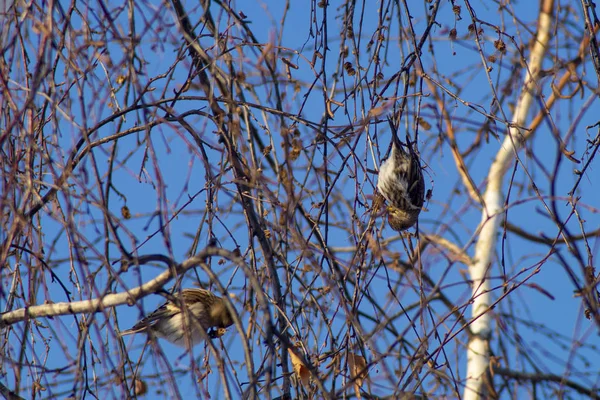 Petits oiseaux en hiver dans un parc municipal . — Photo