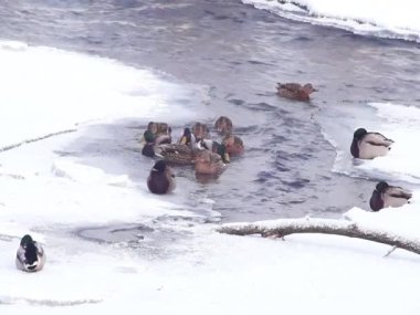 Kışın şehir parkındaki ördekler. Nehir donuyor. Ördekler buzsuz suda yiyecek arar..