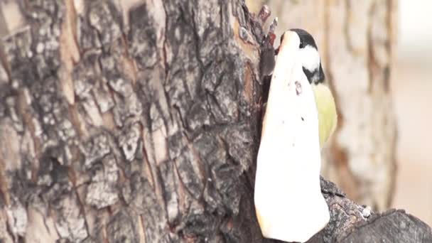 Wintervögel Der Stadt Menschen Füttern Die Vögel Mit Speck — Stockvideo