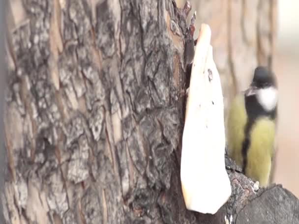 Wintervögel Der Stadt Menschen Füttern Die Vögel Mit Speck — Stockvideo