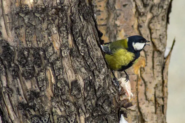 Oiseaux d'hiver en ville . — Photo