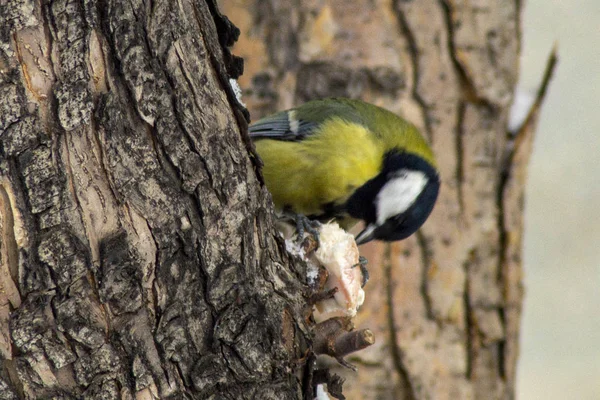 Wintervogels in de stad. — Stockfoto