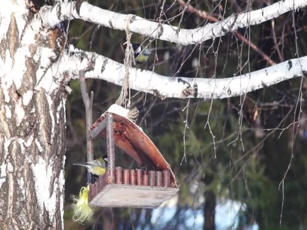Der Speisesaal Für Vögel Kleine Vögel Winter Einem Stadtpark Menschen — Stockvideo