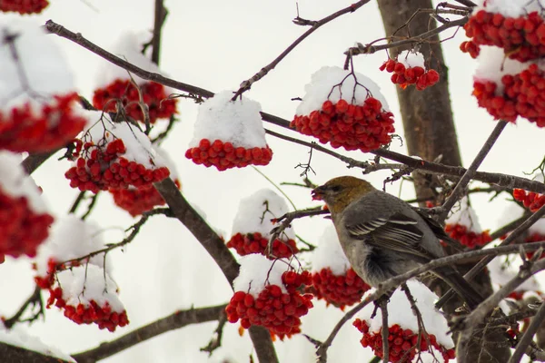 Pássaros de inverno na cidade . — Fotografia de Stock