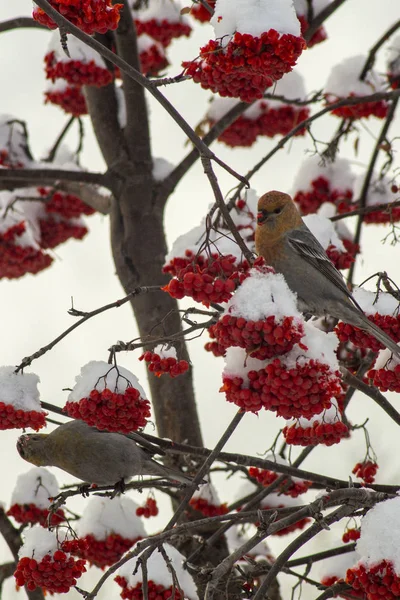 Pássaros de inverno na cidade . — Fotografia de Stock