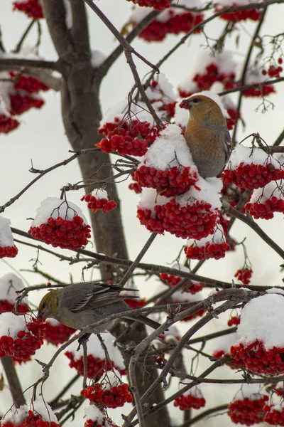 Oiseaux d'hiver en ville . — Photo
