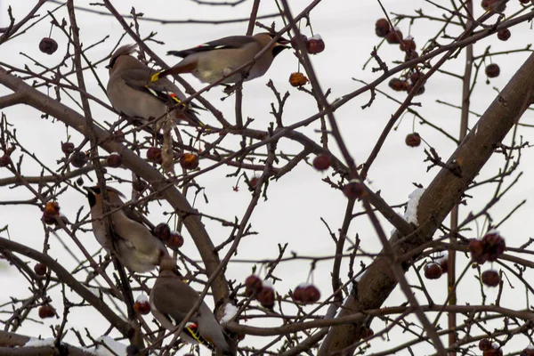 Waxwings on the branches of an apple tree. — Stock Photo, Image