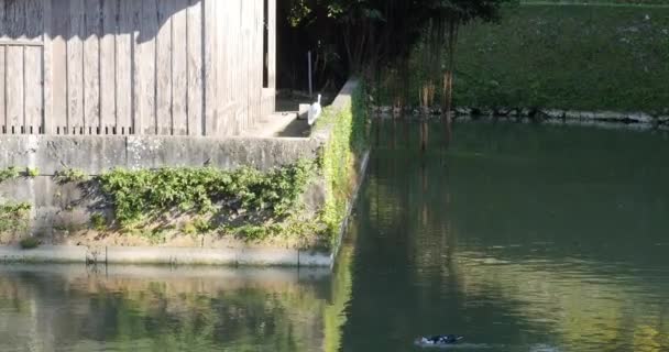 Японський журавель: Цуру Окінава, Японія. 20-1-20 Японський журавель або Танчо - витончений птах під загрозою зникнення. Вони символізують довголіття, удачу і щастя. — стокове відео
