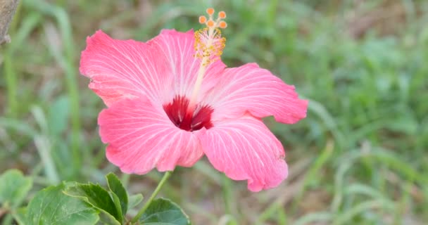 Hibiscus rosa-sinensis, conocida coloquialmente como hibisco chino, hibisco hawaiano, malva de rosa y planta negra de zapatos es una especie de hibisco tropical, ampliamente cultivado en regiones tropicales y subtropicales. . — Vídeo de stock