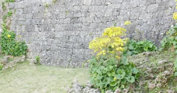 Žluté květy před Nakagusuku Castle Okinawa, Japonsko. 20-1-20 Přírodní skály a krajina kolem hradu jsou v dokonalé harmonii s křivolakými zdmi, Úžasné zdivo. — Stock video