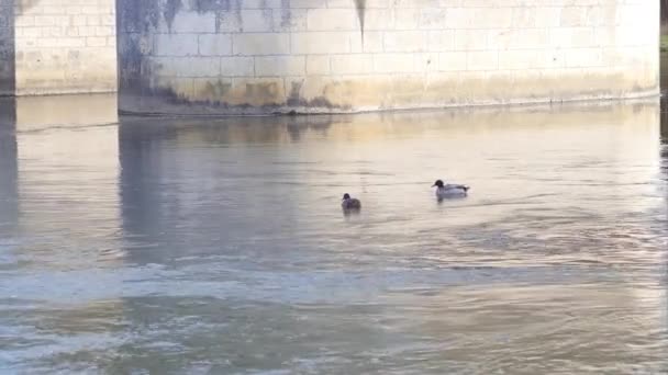 Charente flod med söt anka vilda livet, Mansle, Frankrike, 28.2.2020 semester på landsbygden koncept, familj plats där barn kan upptäcka vilda livet och vackra medeltida arkitektur — Stockvideo