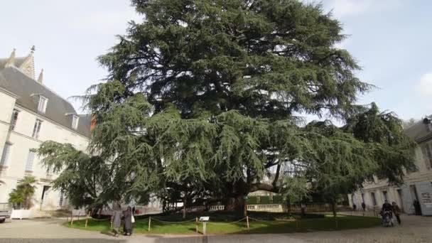 公園で百周年記念リバネシアヒノキツアーフランス6.3.2020レバノンやレバノン杉の杉として一般的に知られているセドルス・リバニは、東地中海の山々に自生する杉の種です。 — ストック動画