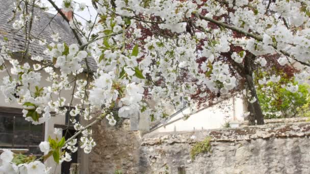 Beautiful white cherry fruit tree flowers  in full bloom on a spring day. — Stock Video