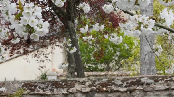 Primavera en Francia. Árbol Sakura floreciente y típico edificio francés . — Vídeo de stock