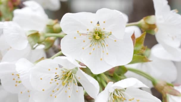 Hermoso árbol de flor de cerezo rosa en plena floración en un día de primavera, flor de cerezo en primavera para el fondo o copiar el espacio para el texto — Vídeo de stock