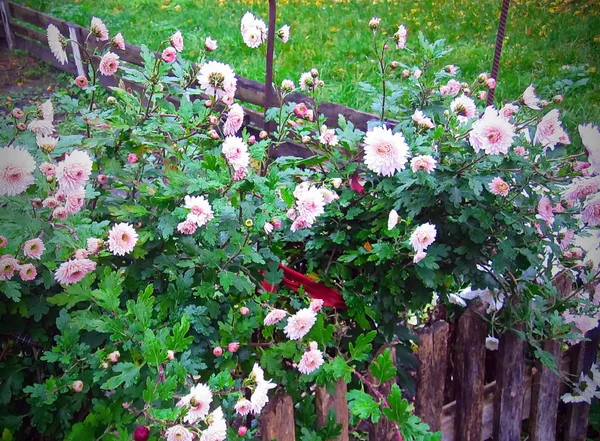 Pink flowers on a green background. — Stock Photo, Image