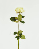 Minimális virágok fehér háttérrel, stúdió lövés, fehér rózsa