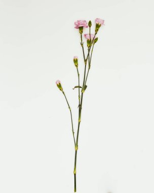 Beyaz arka planda en az çiçek, stüdyo çekimi, balmumu çiçeği