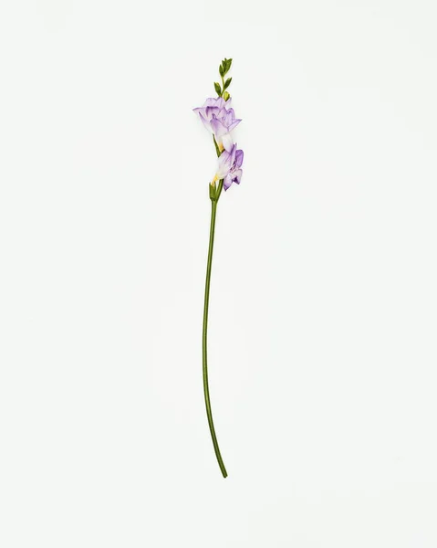 Minimal Flowers White Background Studio Shot — Stock Photo, Image