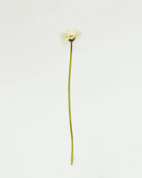Minimální Květiny Bílém Pozadí Studio Shot Gerbera — Stock fotografie