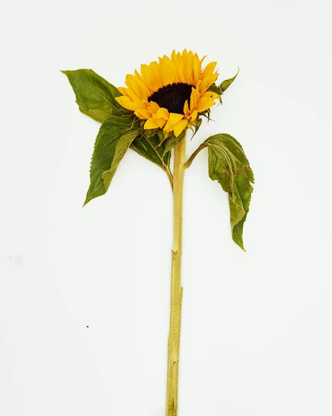 Minimal Flowers White Background Studio Shot Sunflower — Stock Photo, Image