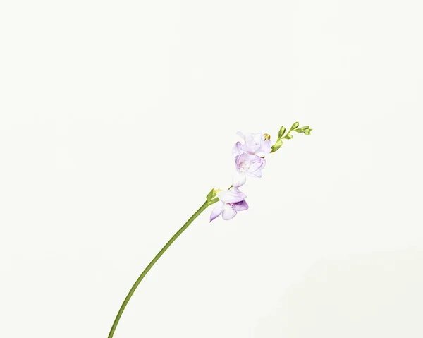 Minimal Flowers White Background Studio Shot — Stock Photo, Image