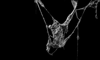 siyah arka plan üzerine izole örümcek ağı ya da örümcek web