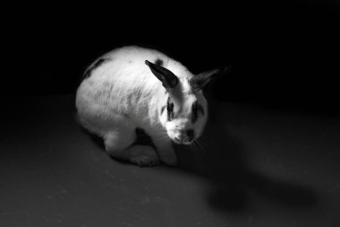 rabbit animal abuse black and white concept clipart
