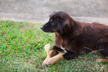 köpek ve ham deri kemik açık alan döşeme