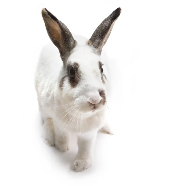 Conejo blanco lindo manchado sentado en blanco aislado en busca de comida — Foto de Stock