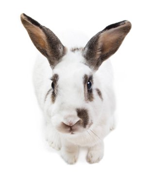 tavşan sevimli beyaz izole yiyecek arayan oturan benekli beyaz