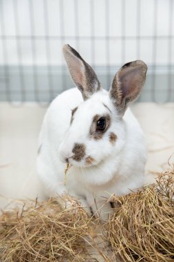 Tavşan eatting pangola çim zemin besleme üzerinde