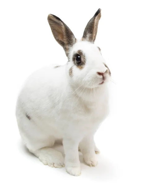 Tavşan sevimli beyaz izole yiyecek arayan oturan benekli beyaz — Stok fotoğraf